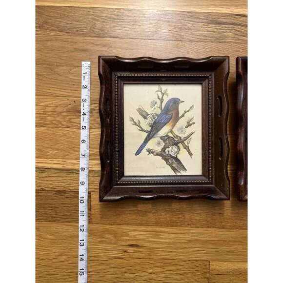 Vintage Wood/Scallop Framed Bird Ornithology Prints Ph. Gommer Bluebird/Female - Picture 9 of 9